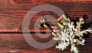 Textured autumn background for lettering and design and lots of empty space on it. Oak leaves and acorns on a wooden table