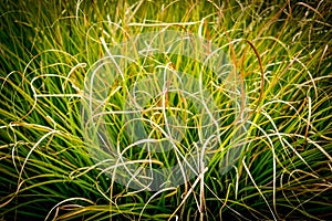 Textured autumn grass in the neigbour`s yard photo