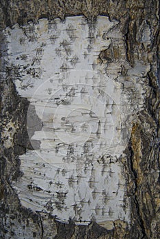 Textured background - birch bark