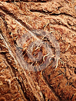 Textured background of brown coconuts shell close up