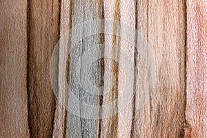 Textured Background of Dark and Light Striped Ambrosia Maple Woo
