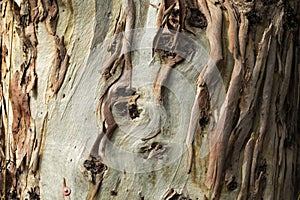 Textured background of a Eucalyptus globulus