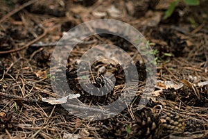 Textured background of the fall forest floor of pine dry needles