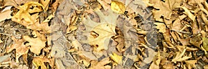 Textured background of heap dry withered fallen autumn leaves of trees. banner.
