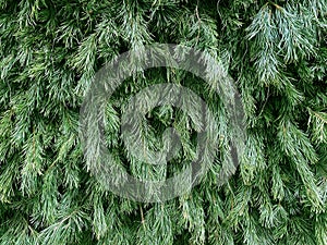 Textured background with many Christmas tree branches. Bright green Fir tree branches. Fluffy pine branch