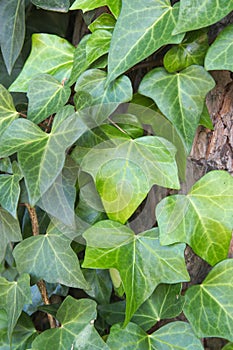 Textured background of natural green