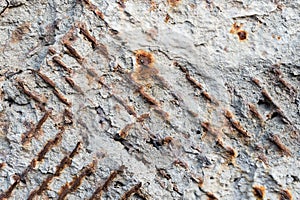 Textured background of an old concrete wall with a rusty outwardly extending reinforced armature. Close-up. Grunge