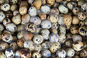 Textured background with small quail eggs. Natural pattern. Horizontal format.