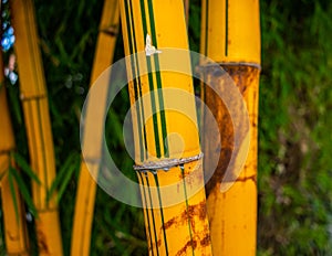 Textured Bamboo Stalk