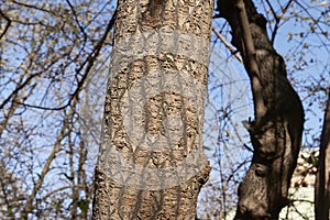 Calycanthus praecox trunk close up