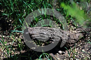 Textured bark of an old fallen tree