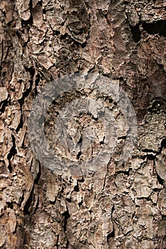 Picea abies trunk close up