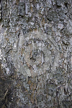 Picea abies trunk close up