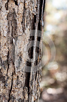 Textured Bark of a Tree in the Forest