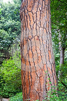 Textured bark of a tree and green vegetation background
