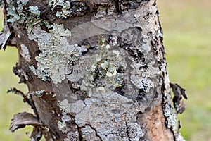 Textured Bark of a Tree with Lichens