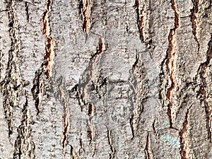 Textured bark on trunk of red oak tree close up