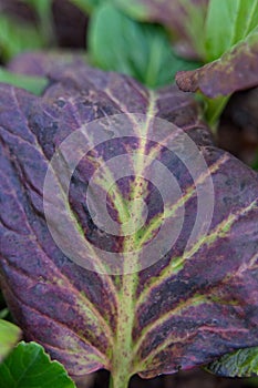 Textured bergenia leaf of purple color as a natural background.