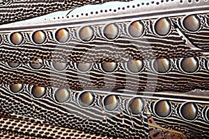 Textured borneo pheasant feathers