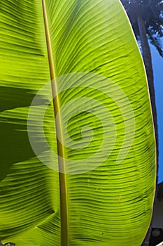 Textured bright fresh banana leaf closeup for background with backlight