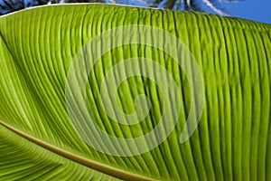 Textured bright fresh banana leaf closeup for background with backlight