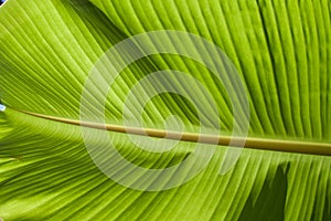 Textured bright fresh banana leaf closeup for background with backlight