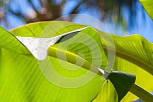 Textured bright fresh banana leaf closeup for background with backlight