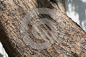 Camphora officinarum trunk close up photo