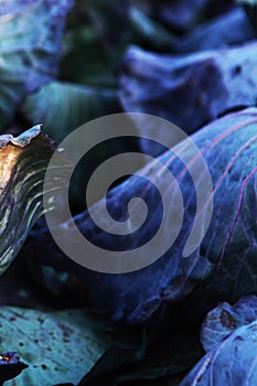 Textured cabbage foliage. Veins on cabbage foliage. Red cabbage leaf. Vertical photo.Close-up.