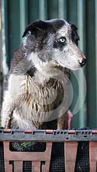 Textured close up image of muddy sheep farm dog