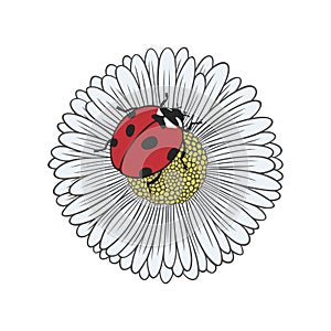 Textured color daisy flower with ladybug. Nature vector illustration