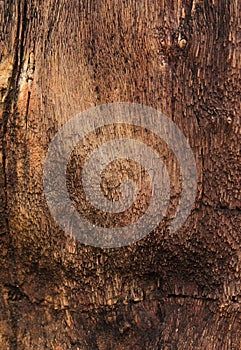 Textured colorful petrified tree trunk as a backgroun