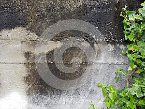 Textured concrete wall with ivy leaves