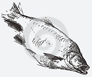 Textured contour drawing of a caught predatory river fish asp