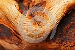 Textured curved wooden snag of brown color with texture as a background.