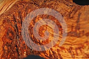 Textured curved wooden snag of brown color with texture as a background