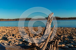 Textured Dead Log Amidst a Naturalistic Background