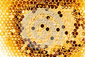 Textured detail of honeycomb or hive with macro closeup shot