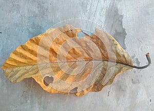 Textured and detailed background of fallen leaves flying in the wind