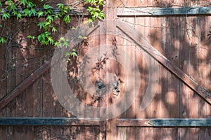 A textured door with a wild key growing on it. Red old wooden texture gate with a door handle of a lion`s head. Blank, pattern,