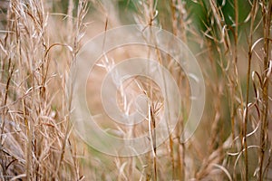 Textured Dried Meadow Grasses in a Field