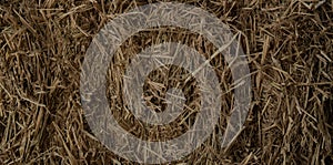 Textured of dried rice straws for background, vintage style for design concept