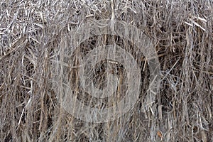 Textured gray hemp fiber for production photo