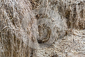 Textured gray hemp fiber for production photo