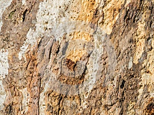 textured eucalyptus bark