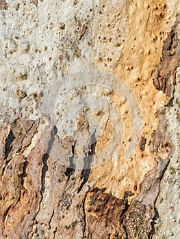 textured eucalyptus bark