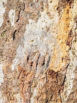 textured eucalyptus bark