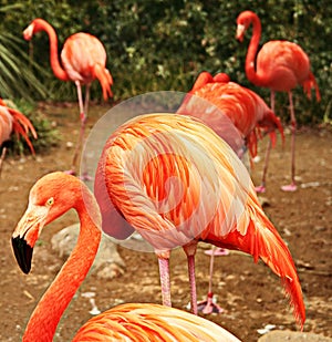 Textured feathers in center of Pink flamingo