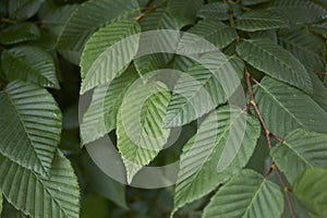 Textured foliage of Carpinus betulus tree