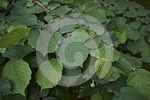 Textured foliage of Corylus avellana photo